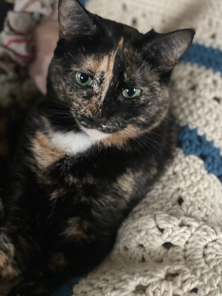 Pretty dark calico kitty with green eyes and split face coloring, lounging on a handmade blanket.