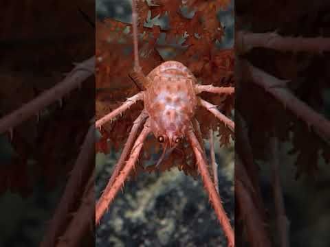 📢 Think Deep! Podcast Trailer #connections #deepsea 🐙