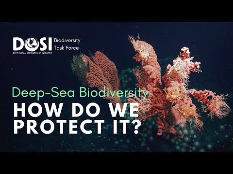 Deep-Sea Biodiversity: How Do We Protect It?