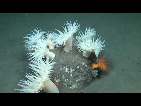 Deep-sea exploration for global ocean governance