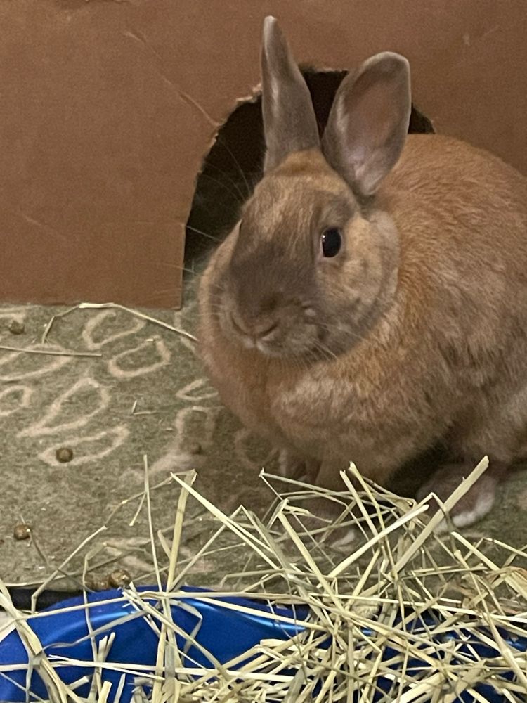 A small brown bunny with a dark nose sits behind some hay.