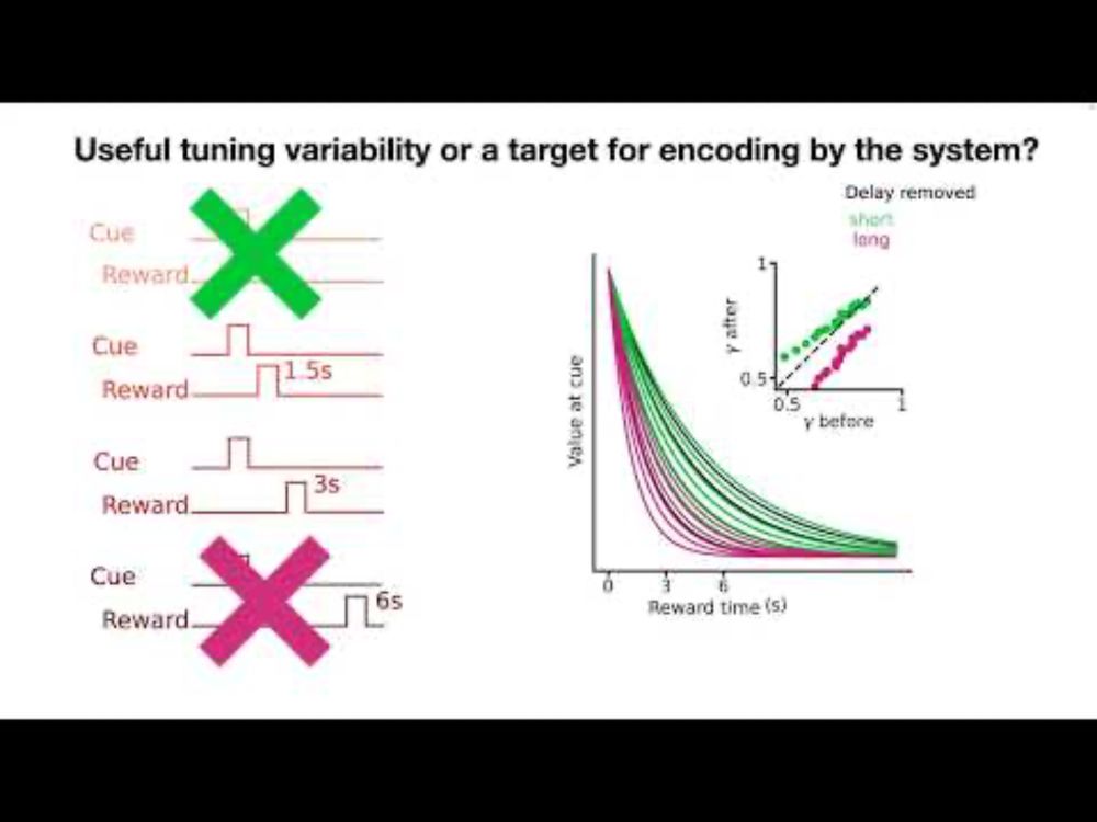 Margarida Sousa: Dopamine neurons encode a multidimensional probabilistic map of future reward