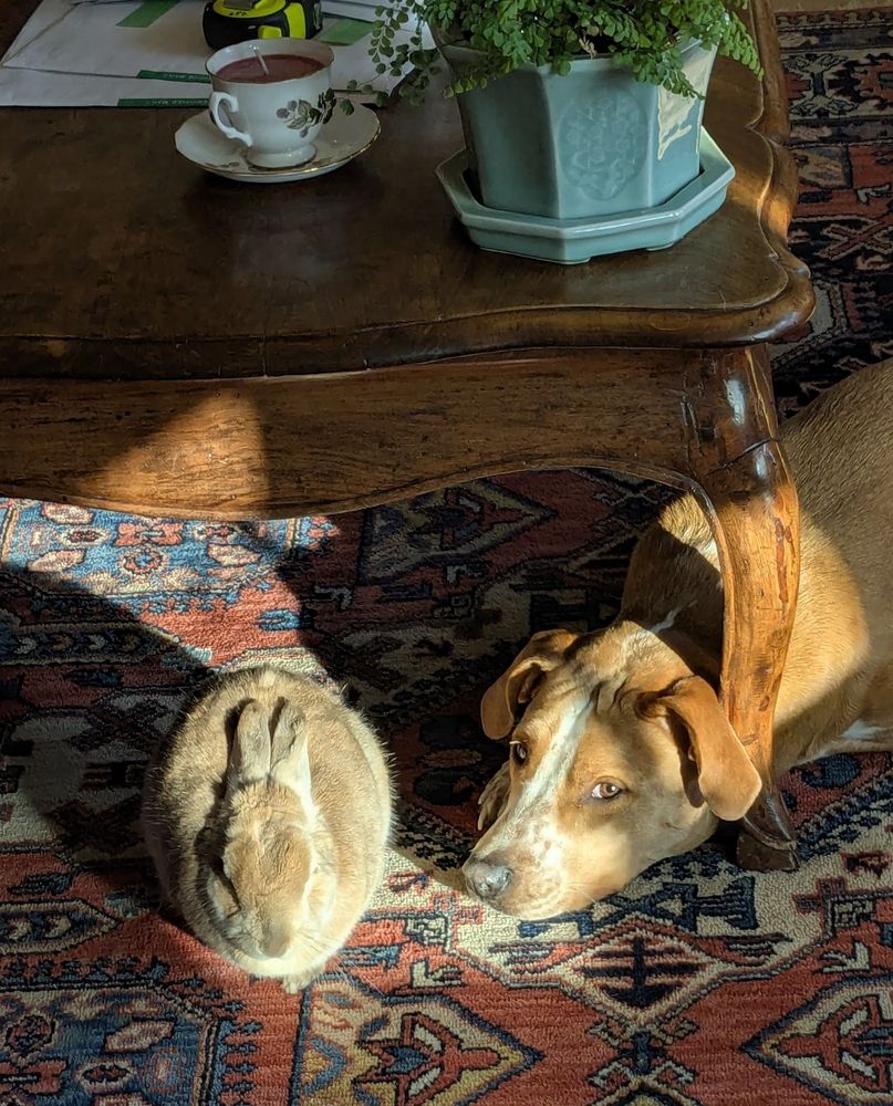 Rabbit under a coffee table, the dog has put his head under the coffee table to lay next to him