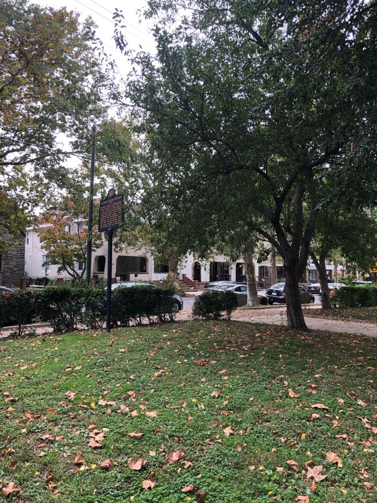 Trees in Philadelphia park