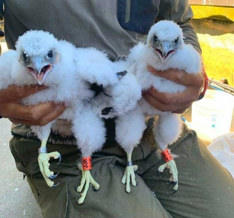 Two peregrine falcon chicks named Jack and Victor