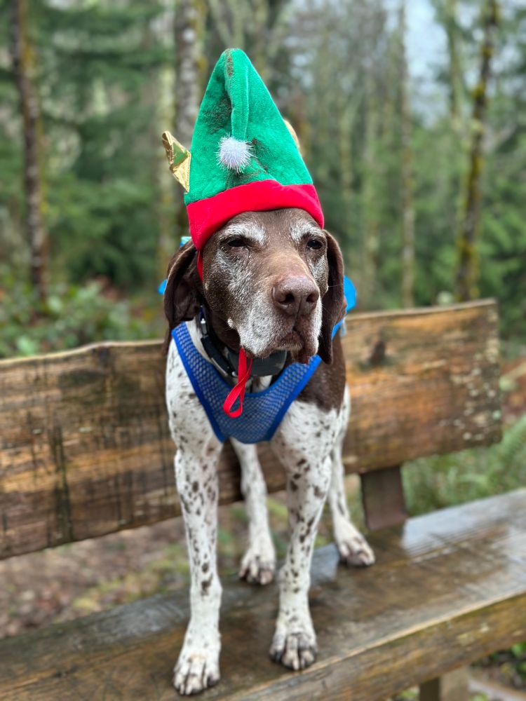 Dog with an elf hat on