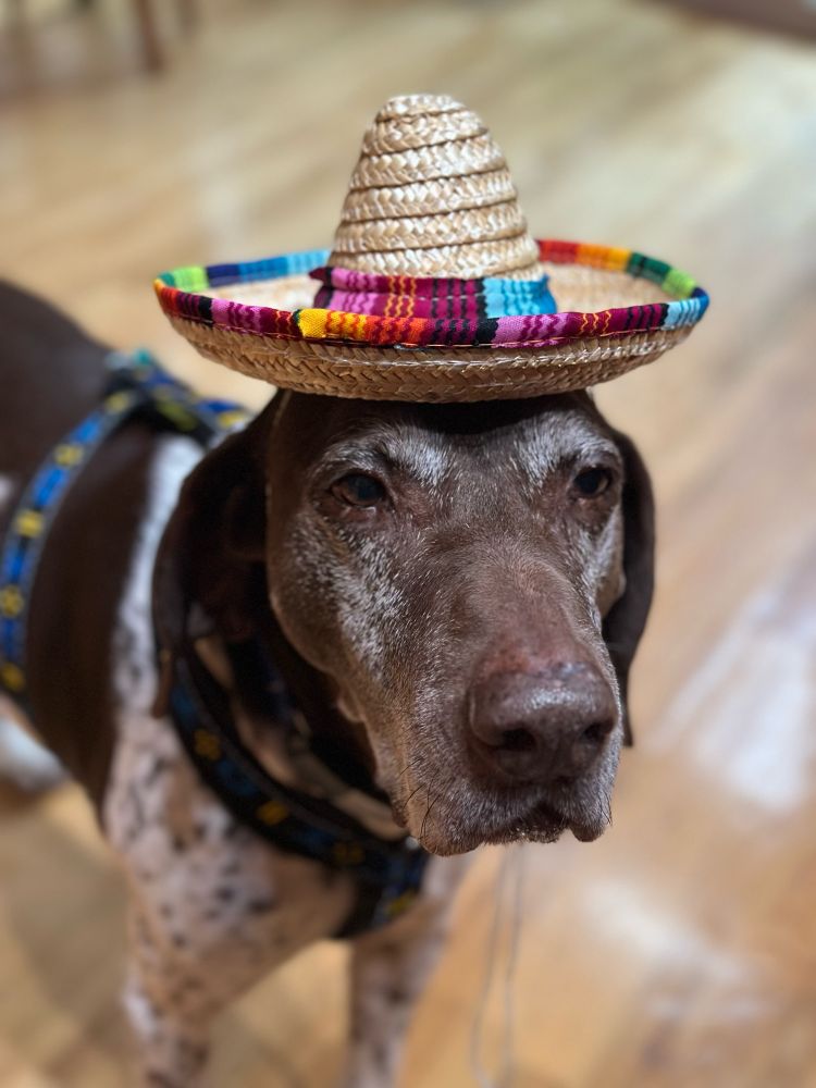Dog in a sombrero 