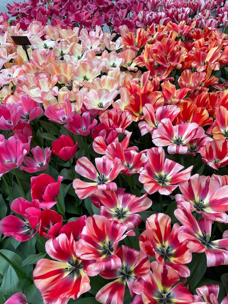 Tulips!