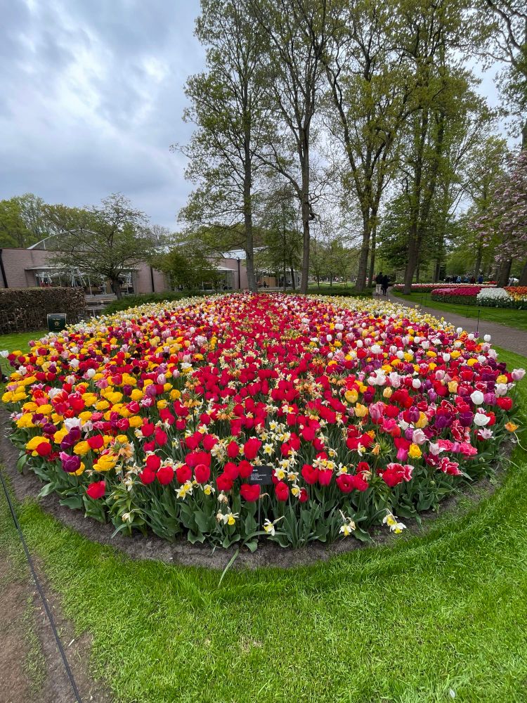 Tulips!