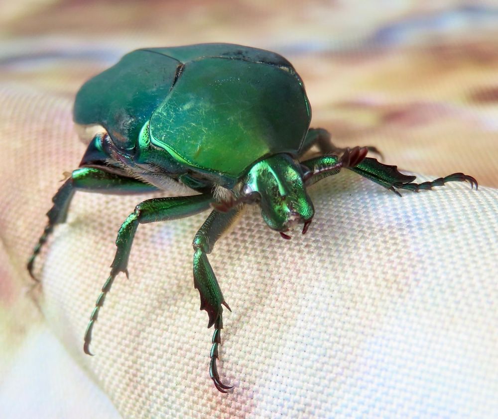 Closeup photo of figeater beetle.