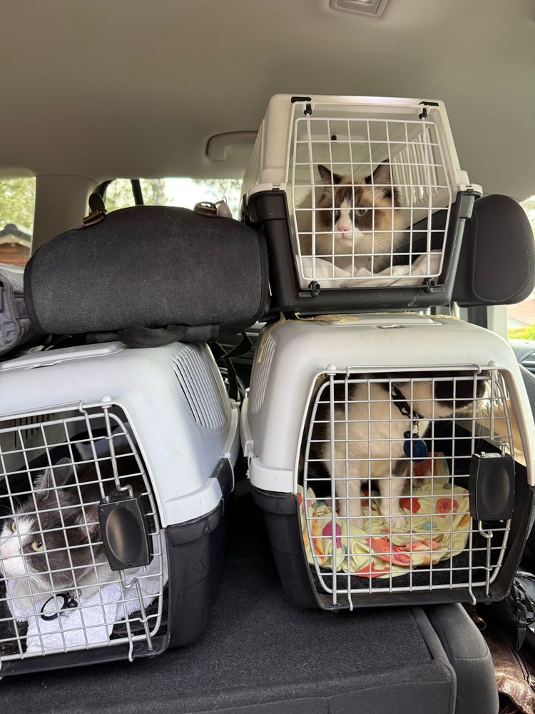 Three cats in three cages.