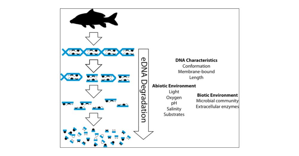 Environmental Conditions Influence eDNA Persistence in Aquatic Systems