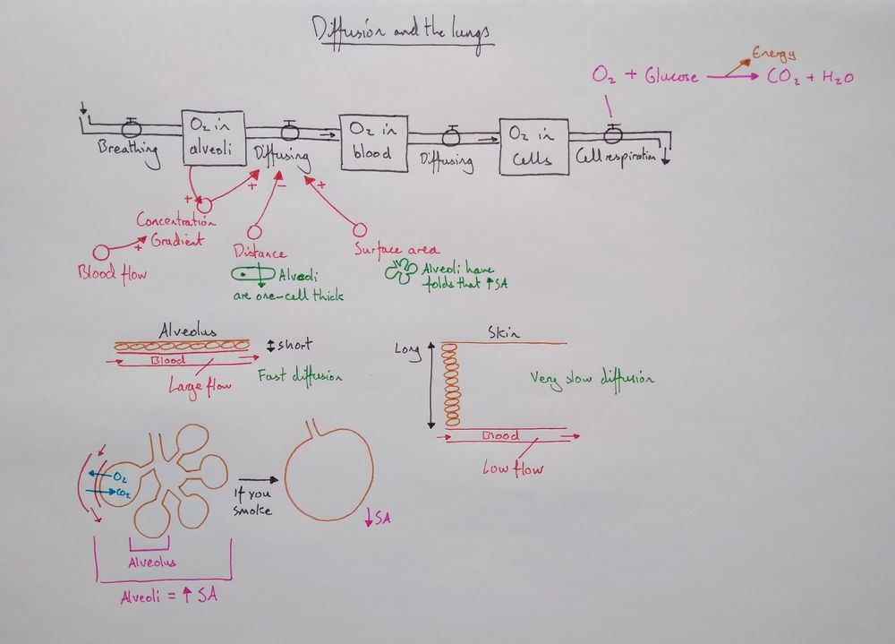 A diagram I co-enacted with my students (aged 14). It has a stock and flow diagram showing how oxygen moves from alveoli, to blood, to cells, and is finally consumed in cell respiration.
Below, there is a diagram that contrasts the layers of cells in alveoli (one layer) and skin (many), the blood flow rate between the two, and the high surface area of alveoli.