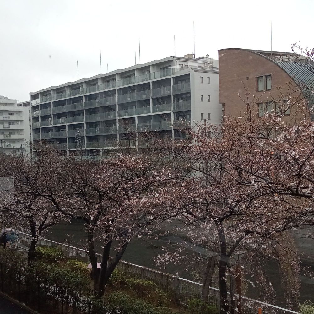 目黒駅付近の目黒川