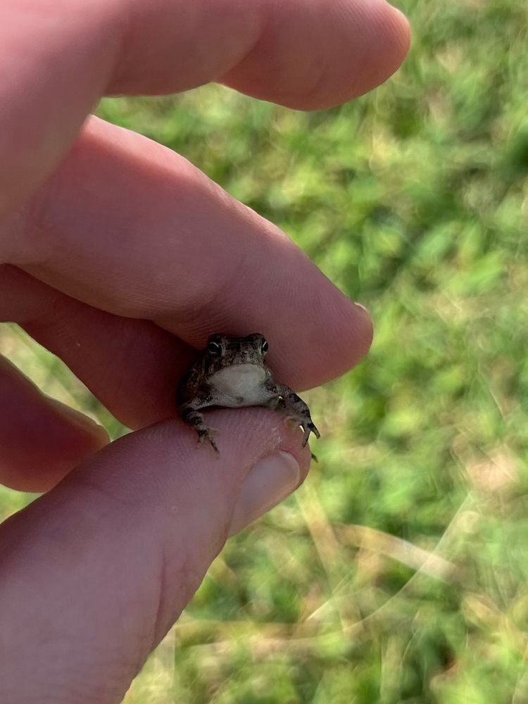 holding a tiny, unamused toad