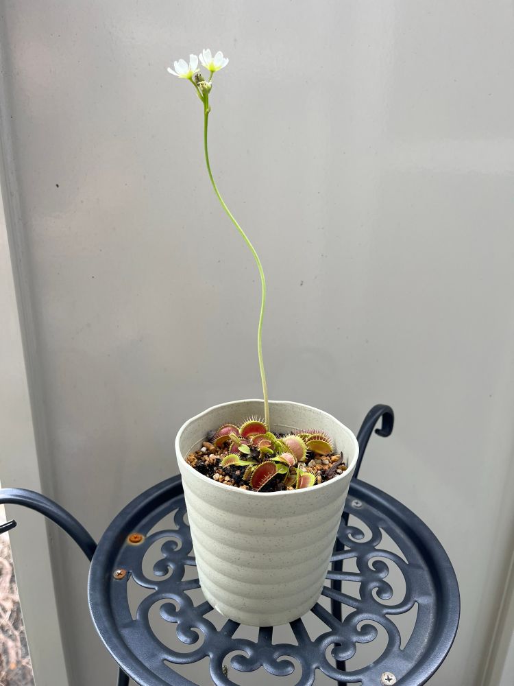 Venus flytrap in a white pot, with a tall flower stalk in the middle and two little white flowers at the end.
