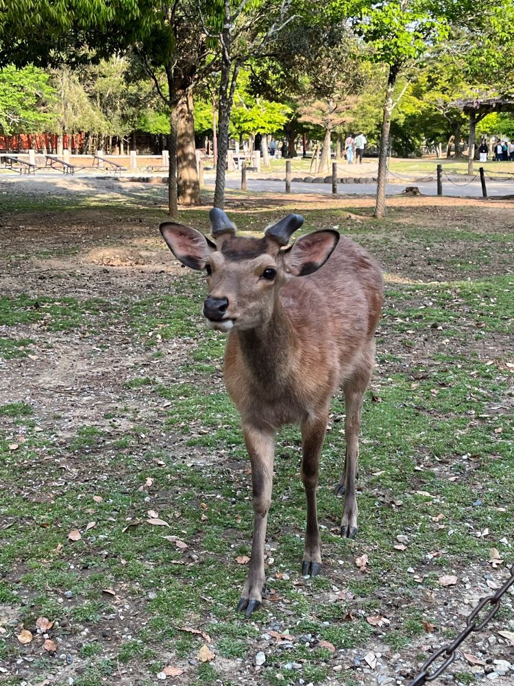 Um veado curioso se aproxima da câmera.