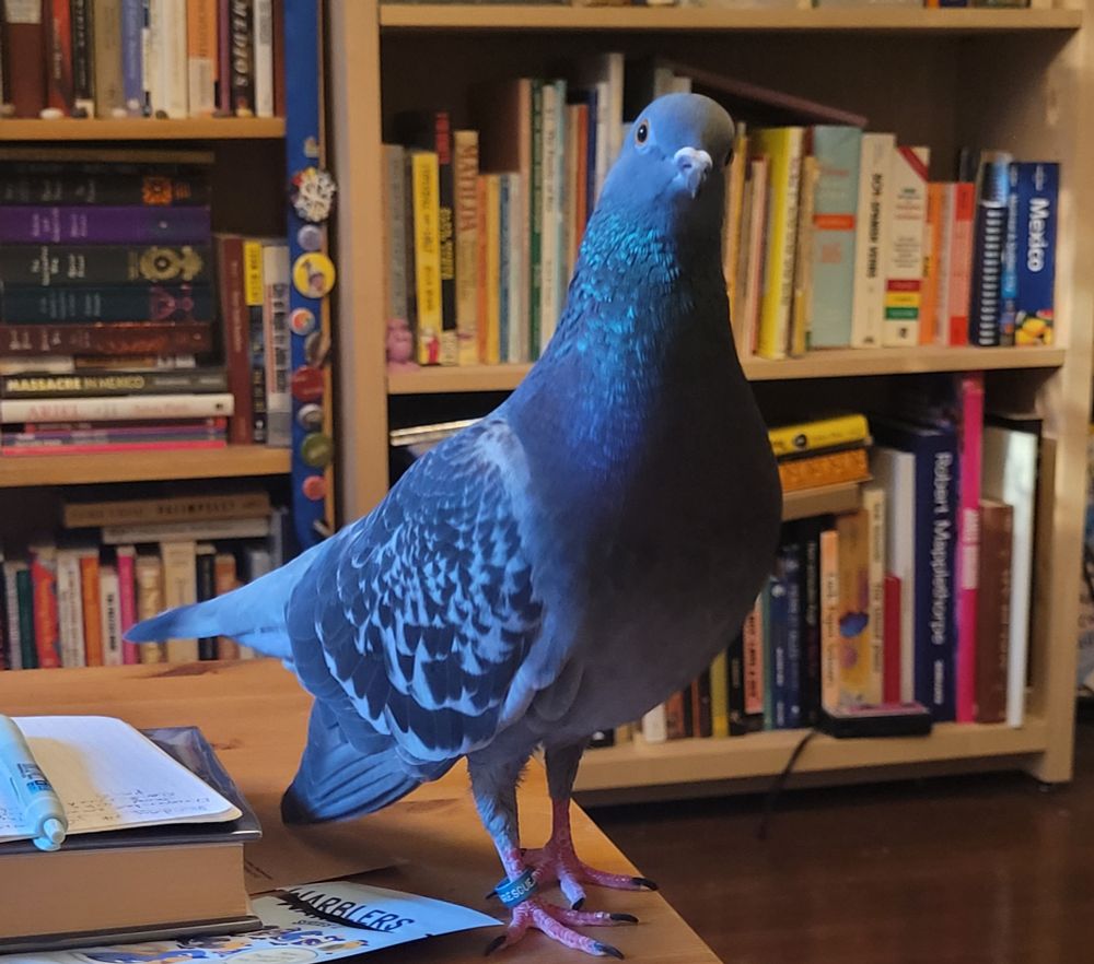 A blue pigeon posed on a coffee table with his head cocked