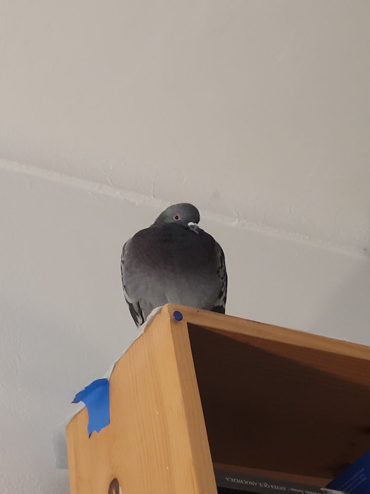 A small round grey pigeon sits a top a bookcase