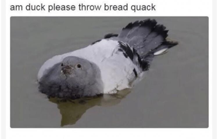 Pigeon floating in water captioned "am duck please throw bread quack"