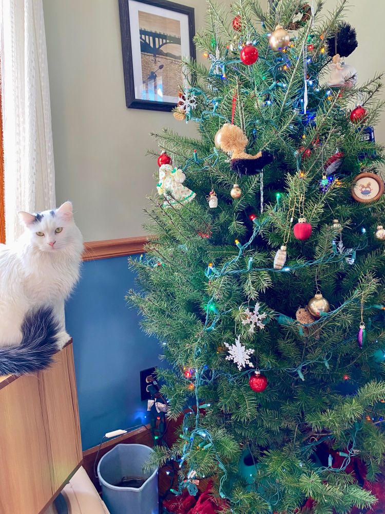 A fluffy white cat with a black tail sits on a piece of furniture near a Christmas tree. The part of the tree nearest the cat has been denuded of ornaments.