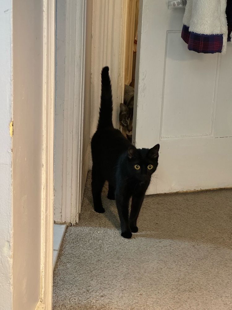2 cats peeking through the door