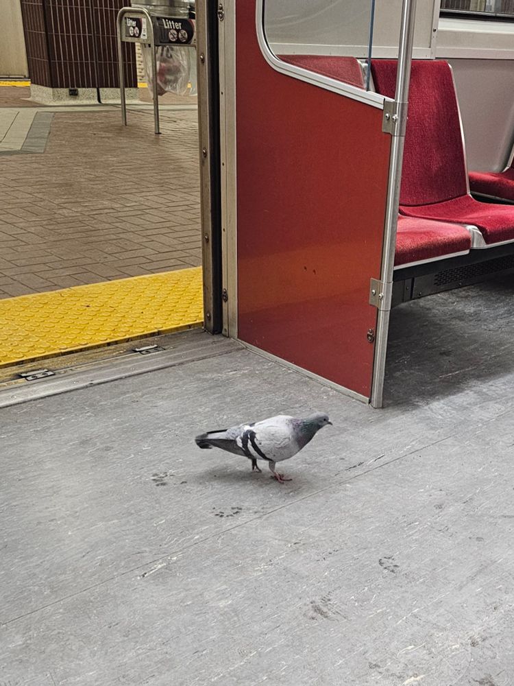 Pigeon entering a subway car with that Monday-morning plod 