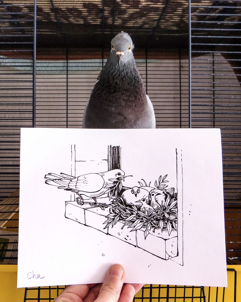 Ma main tenant le dessin devant le pigeon Rani perché à la porte de sa cage
