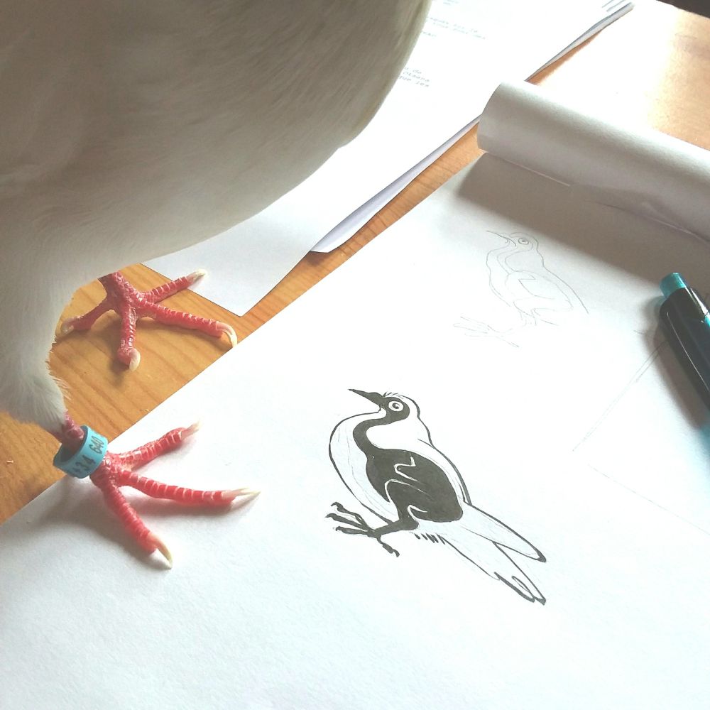 Les pattes de Tooftoof la pigeonne sur un dessin représentant la silhouette nue d'un pigeon sous ses plumes