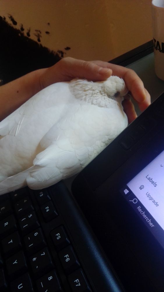Tooftoof dort dans ma main sur le bureau
