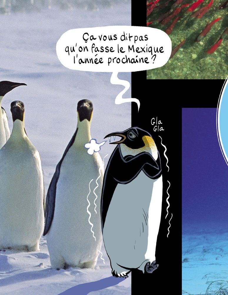 Un pingouin frigorifié s'adresse à d'autres pingouins : "Ça vous dit pas qu'on fasse le Mexique l'année prochaine ?"