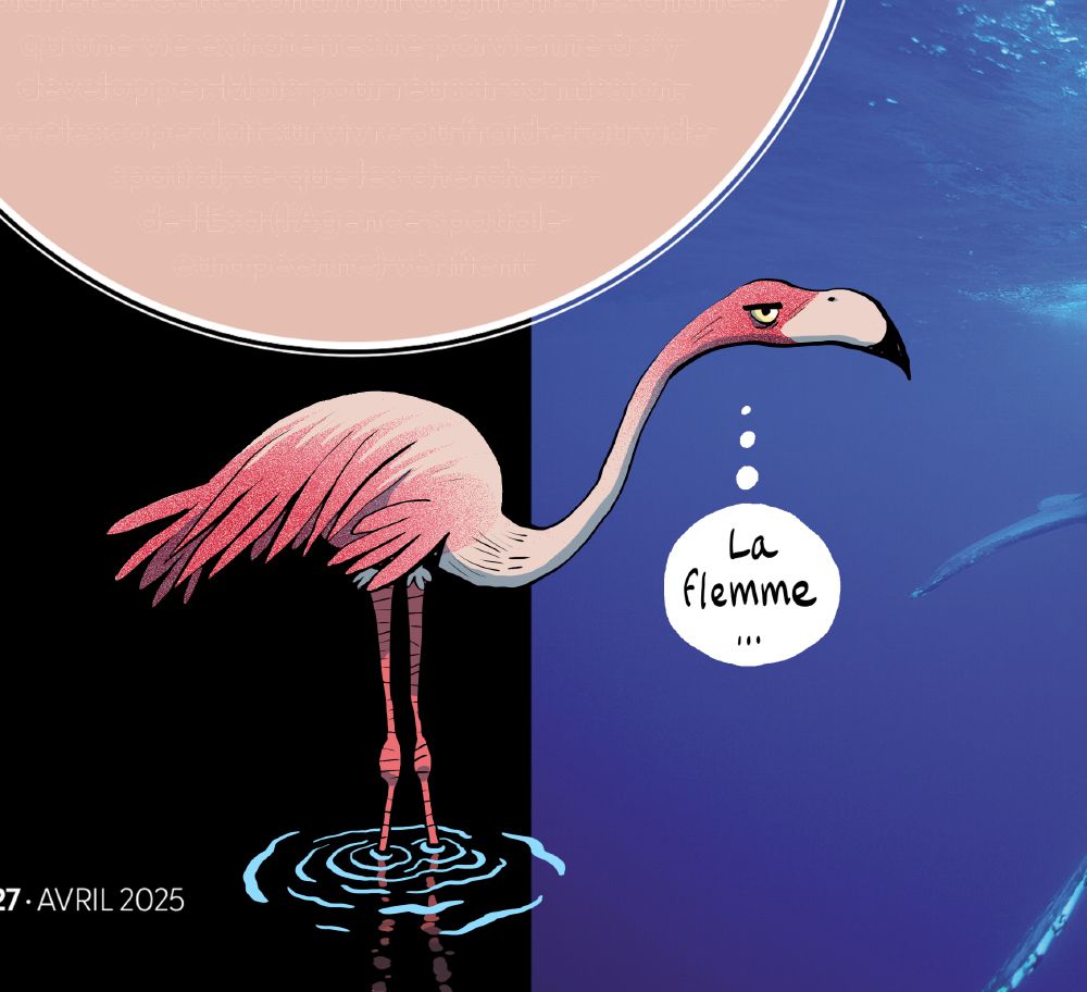 Un flamand rose qui pense : "La flemme..."