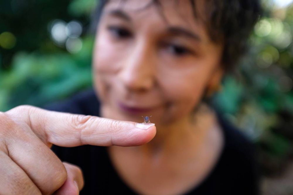 Artist Maria Fernanda Cardoso shows of an impossibly tiny peacock spider on the fingernail of her index finger. The tiny spider takes up no more than one third of the length of her nail. Photograph by Jillian Nalty

. Photograph by Jillian Nalty