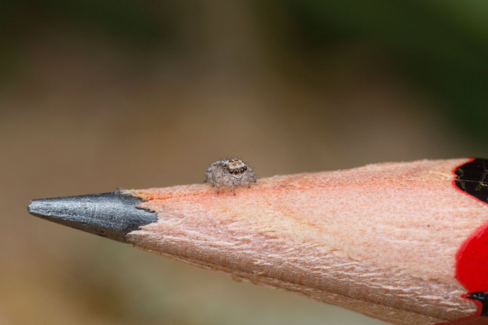 Maratus albus juvenile (2nd instar) shortly after emerging from the egg, on a normal sized pencil. It is smaller than the width of the pencil lead. Photograph by Jurgen Otto