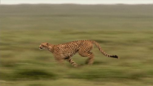 image of a cheetah running quickly