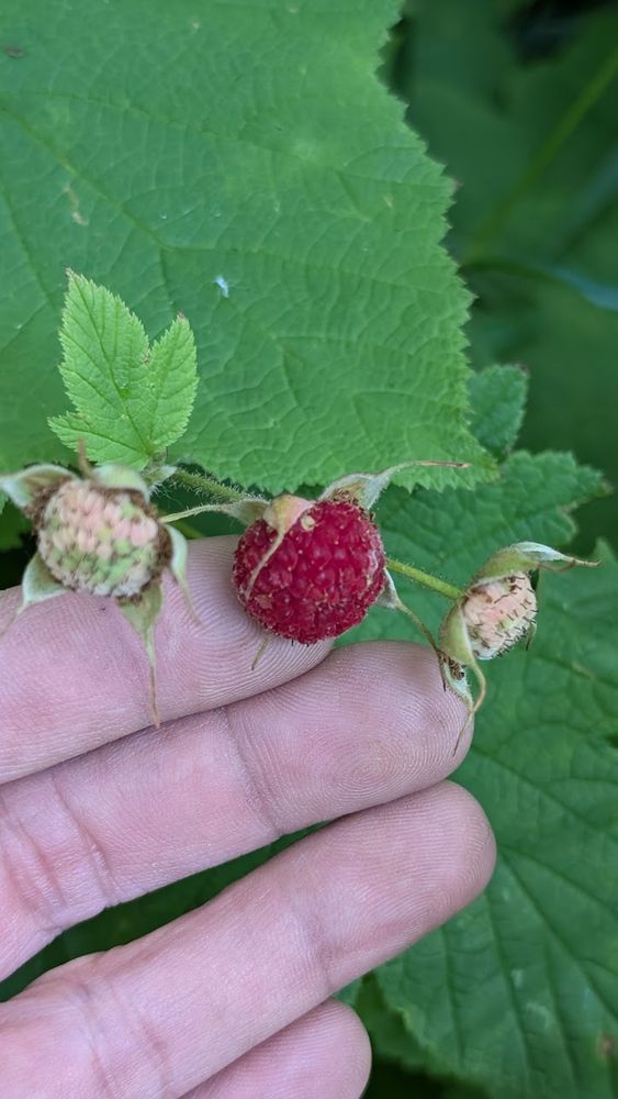 First thimbleberry of the season, pretty tart tasting