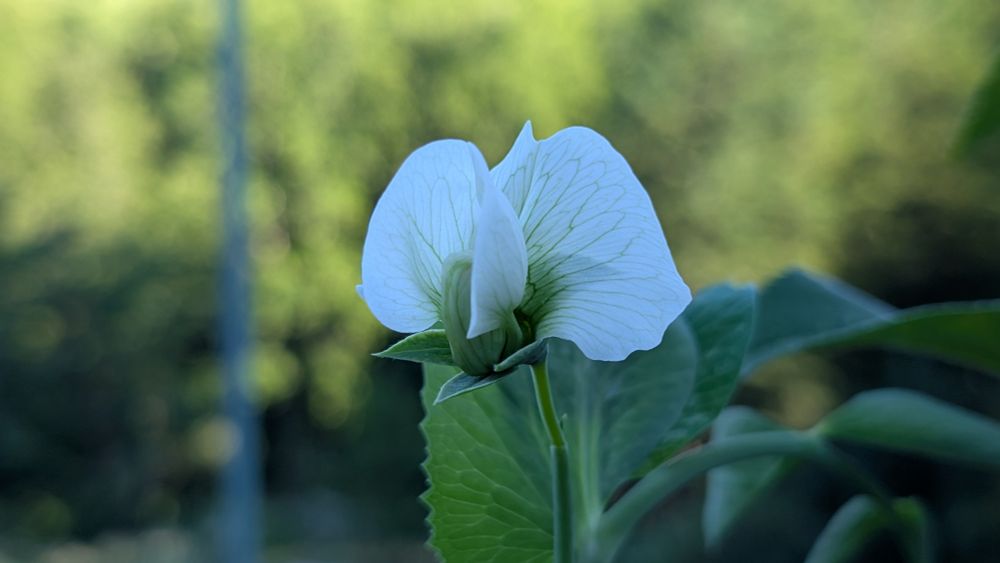 Snap pea flower 