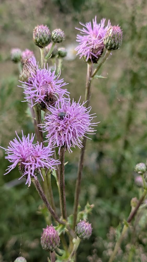 Thistles starting to bloom