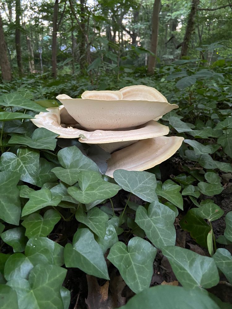 The same spiral mushroom, seen from slightly below, looking even more like the Guggenheim