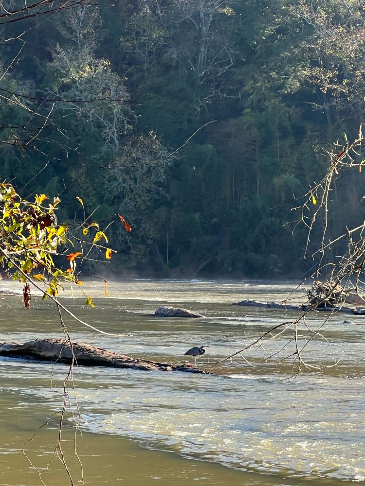 Photo of a great blue heron Chattahoochee River. 
