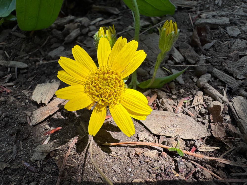 This is a close-up of a yellow daisy like flower it looks like it’s lost a lot of its petals it’s sitting under and it’s spotlighted by the morning sun the sun is coming from the right another flower still in bud behind it