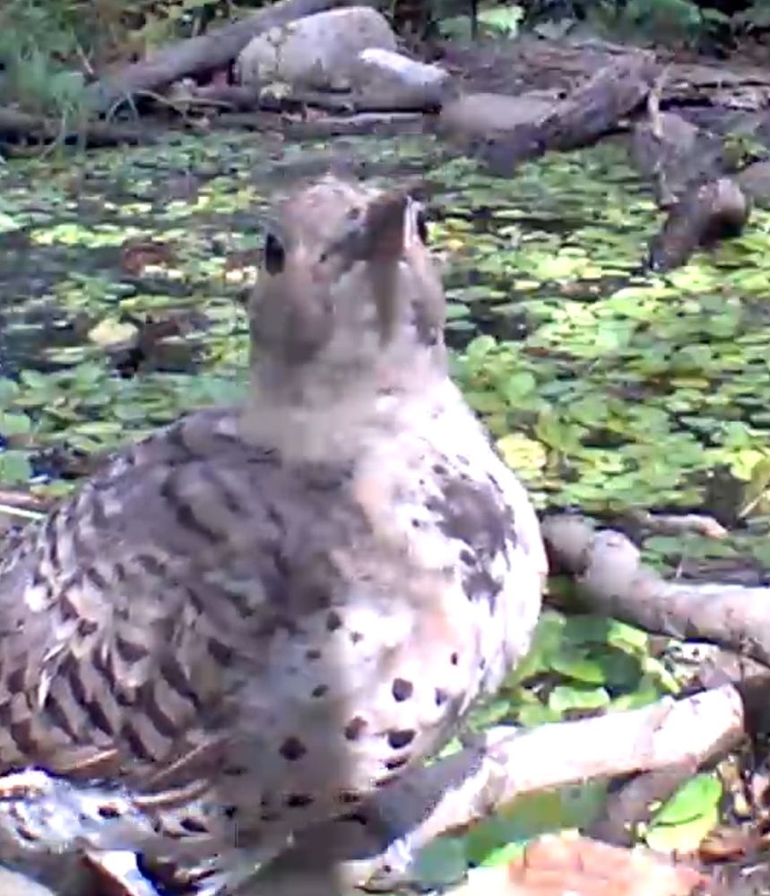 Bird one it’s a close-up of a flicker that I took from a video This is from a video I took yesterday. She’s at the wildlife pond. This could be the same as photo three 