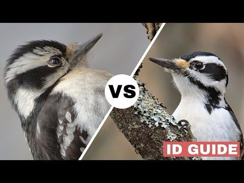 Downy vs Hairy Woodpecker | ID Guide