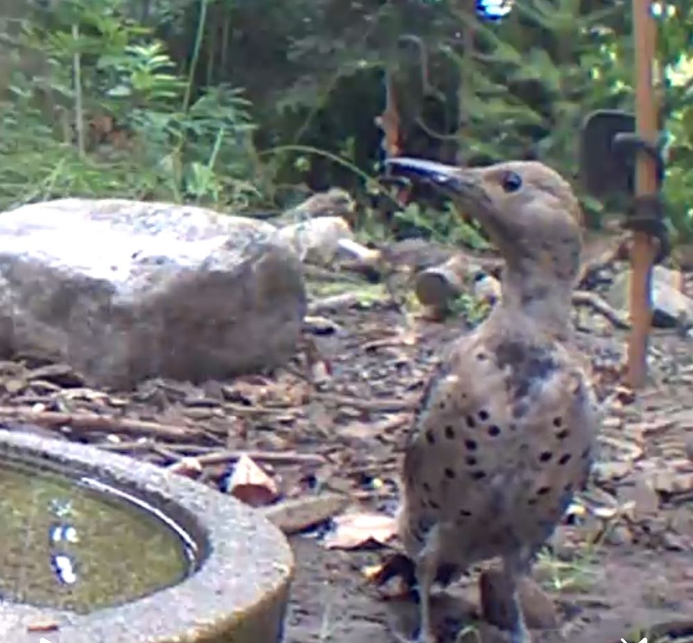 This could be the same as bird one so there’s either two or three young flickers We’re looking at the breast plate. This bird is near the flat shallow birdbath. It’s on the left. There’s rocks behind her. 