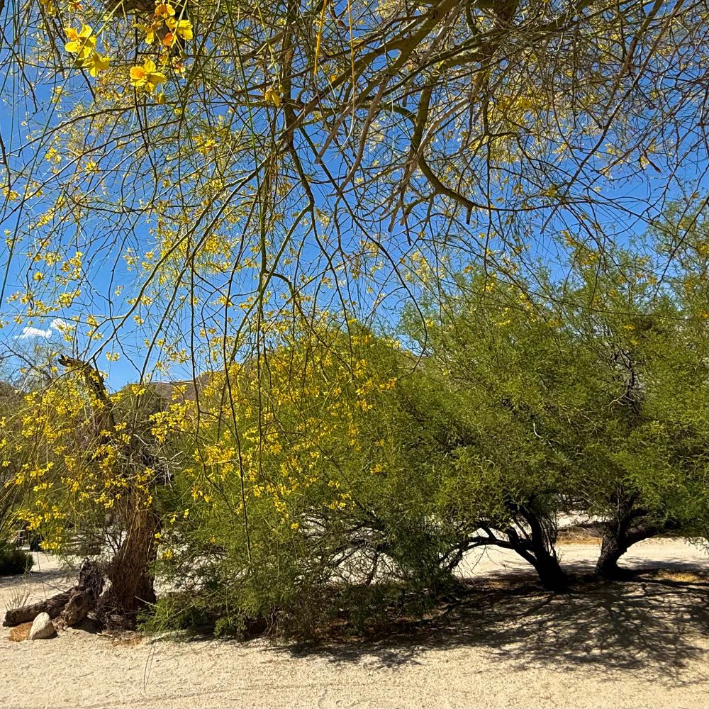 Little yellow flowers do t the branches of a tree overhanging the view across to Green branches on Desert scrub trees at Agua Caliente County Park south of the Anza Borrego desert - and a cloud hides away in the corner of the sky behind the leaves
