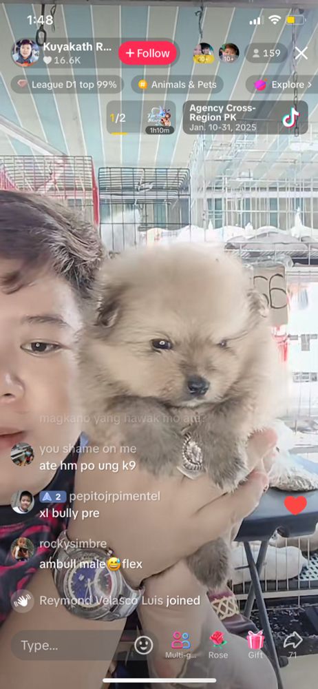 tiktok screenshot of someone liveselling puppies