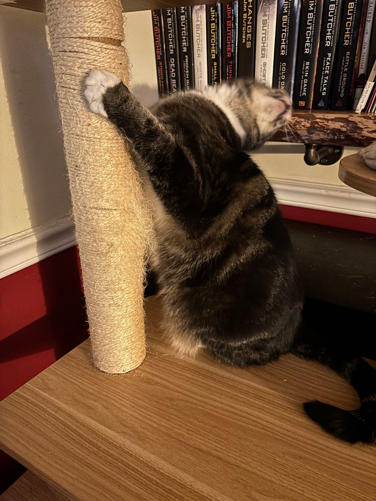 A tabby cat throws his head back with one paw on a scratching post.
