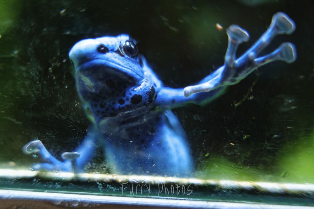 A blue poison dart frog is photographed through a slightly dirty and very wet glass pane. It's right forelimb is outstretched almost like grabbing something behind the glass. 