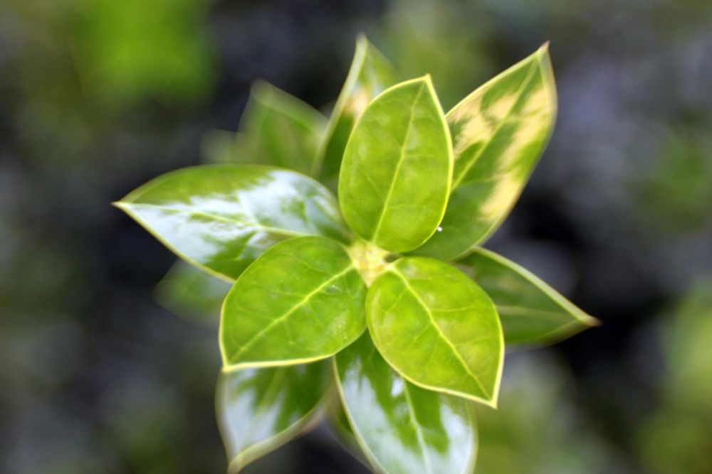 Holly bush leaves