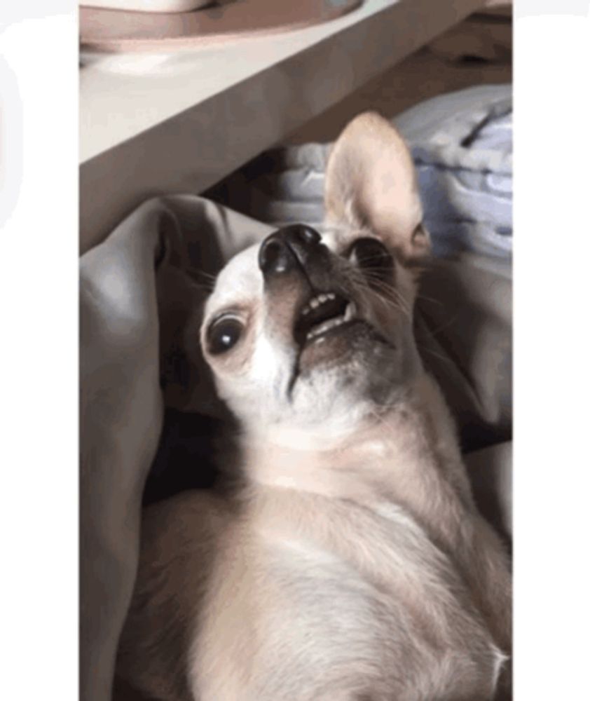 Cody Winklederp Chihuahua GIF